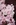 Pale pink flowers
