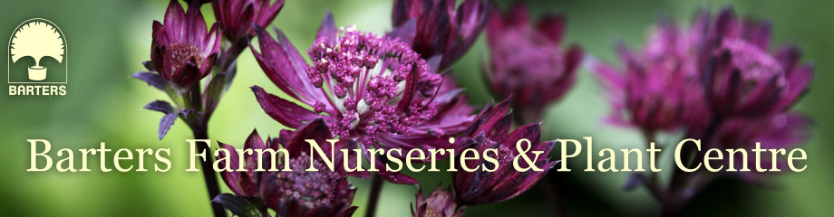 Barters Plant Centre and Nursery